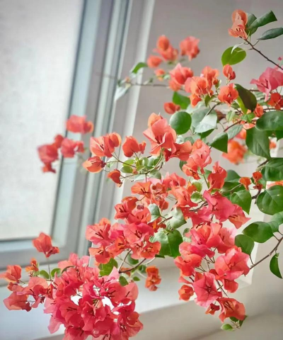 小众送妈妈的花有哪些花