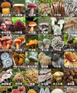 小众送妈妈的花有哪些花