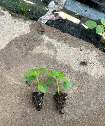 小众送妈妈的花有哪些花