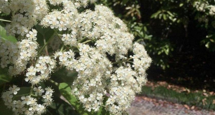 小众送妈妈的花有哪些花