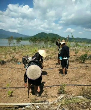 小众送妈妈的花有哪些花