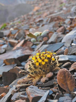 小众送妈妈的花有哪些花