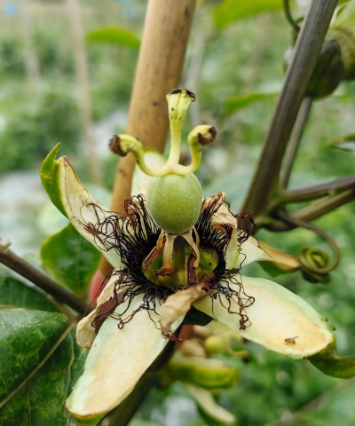 小众送妈妈的花有哪些花