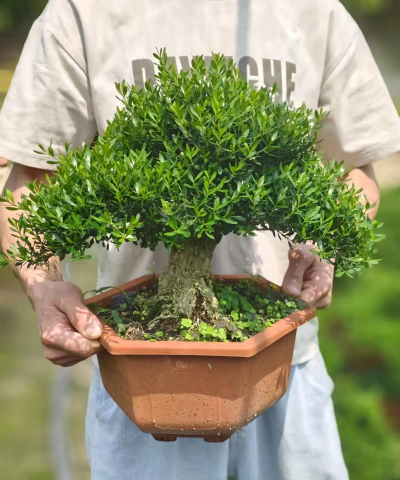 小众送妈妈的花有哪些花