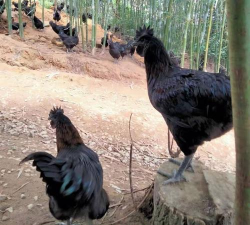 小众送妈妈的花有哪些花