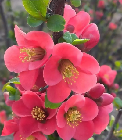 木瓜海棠的花什么颜色