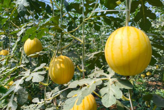 吊瓜有几个品种