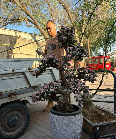 小众送妈妈的花有哪些花