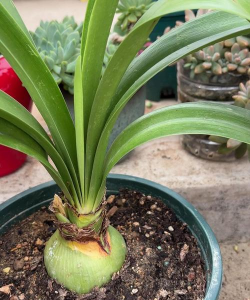 小众送妈妈的花有哪些花