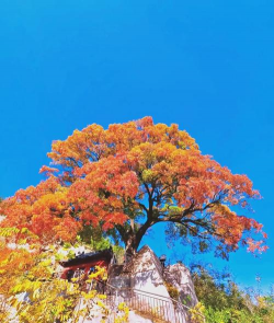 小众送妈妈的花有哪些花