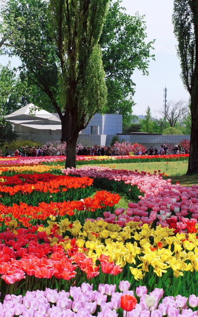 小众送妈妈的花有哪些花