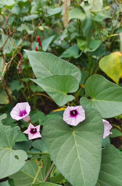 小众送妈妈的花有哪些花