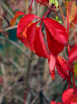 小众送妈妈的花有哪些花