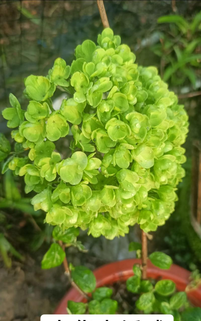 木绣球一年开几次花