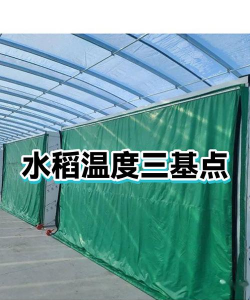 水稻大堆中间正常温度是多少