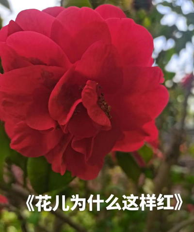 小众送妈妈的花有哪些花