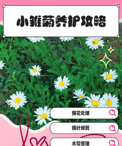 小众送妈妈的花有哪些花