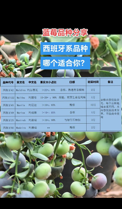 蓝莓苗品种介绍