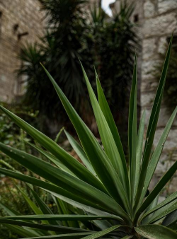 小众送妈妈的花有哪些花