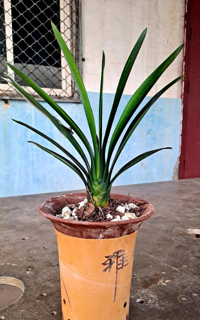 小众送妈妈的花有哪些花