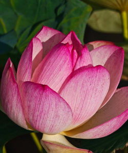 小众送妈妈的花有哪些花