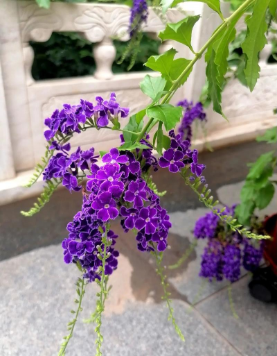 小众送妈妈的花有哪些花