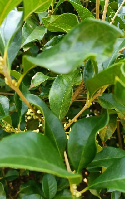 小众送妈妈的花有哪些花