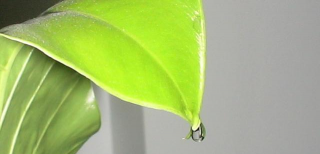 小众送妈妈的花有哪些花