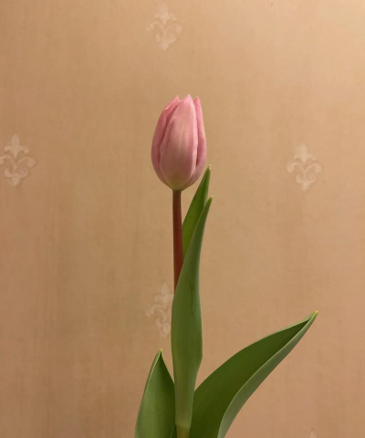 小众送妈妈的花有哪些花