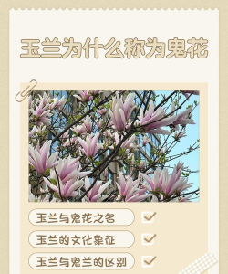 玉兰为什么称为鬼花