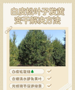 白皮松叶子发黄变干解决方法