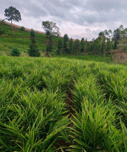 山东生姜种植基地