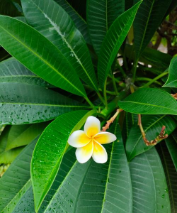 小众送妈妈的花有哪些花