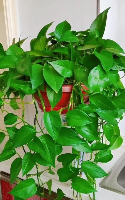 绿萝怕晒吗阳光直射吗 绿萝怕晒吗阳光直射吗