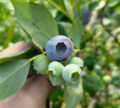 小众送妈妈的花有哪些花