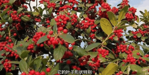 果实是小红球球的植物