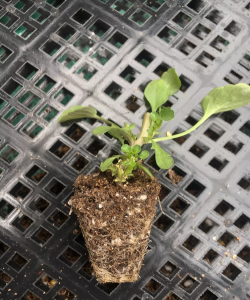 小众送妈妈的花有哪些花