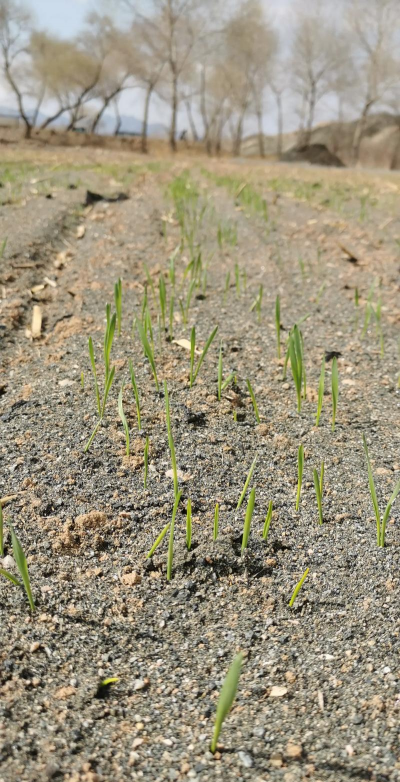 小众送妈妈的花有哪些花