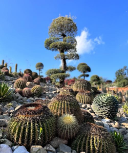 小众送妈妈的花有哪些花