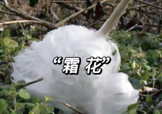 小众送妈妈的花有哪些花