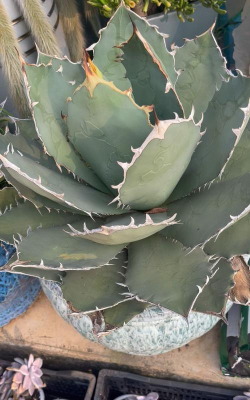 小众送妈妈的花有哪些花