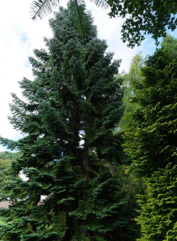 小众送妈妈的花有哪些花