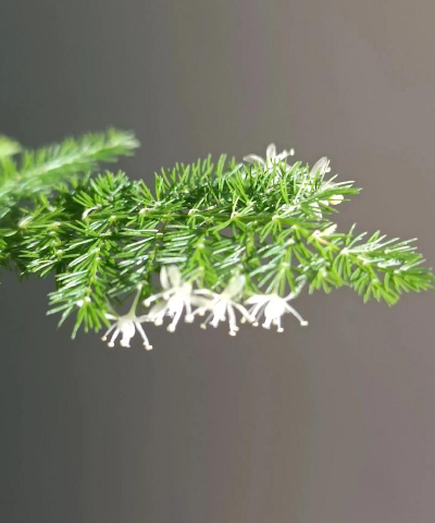 小众送妈妈的花有哪些花