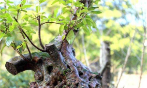 小众送妈妈的花有哪些花