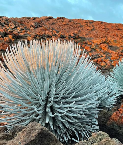 小众送妈妈的花有哪些花