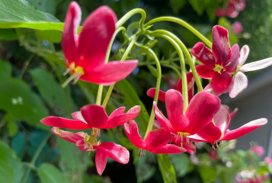 小众送妈妈的花有哪些花