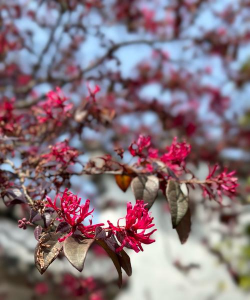 小众送妈妈的花有哪些花