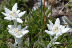 小众送妈妈的花有哪些花
