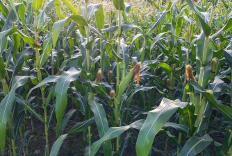 小众送妈妈的花有哪些花