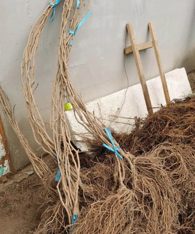 软枣猕猴桃树苗哪里有